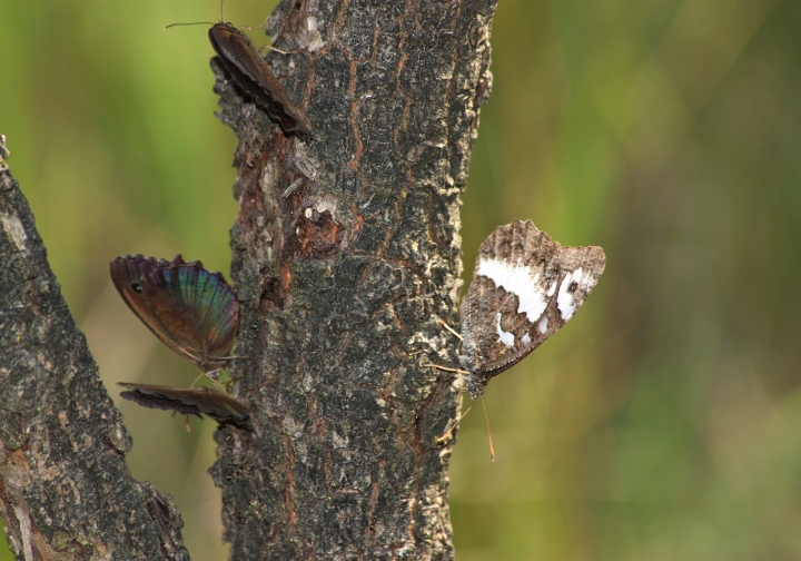 Farfalle succhia-linfa.